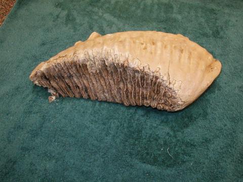 Tooth, Mammoth
